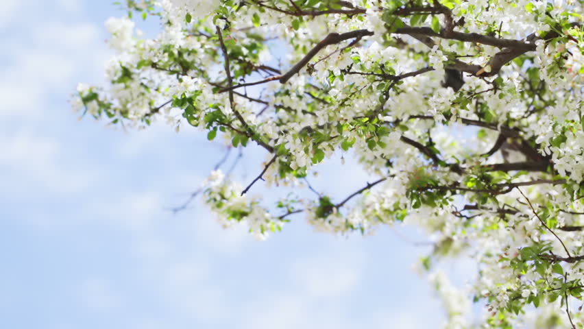 spring flower